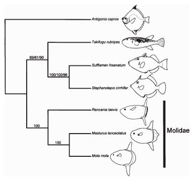 Molidae phylogeny (Yamanoue et al., 2004)