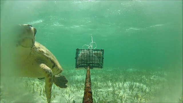 Lights. CAMERA. Action: Underwater video cameras a non-destructive method  of monitoring fish populations – Conservation Ecology @ HSU