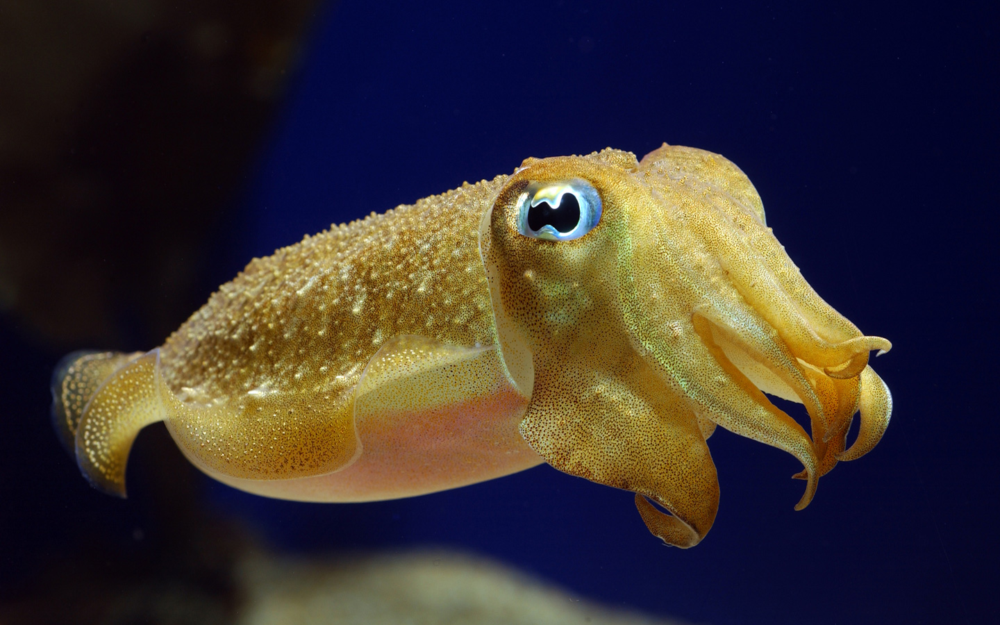 Masters of Disguise, the Cuttlefish – Marine Ecology @ HSU